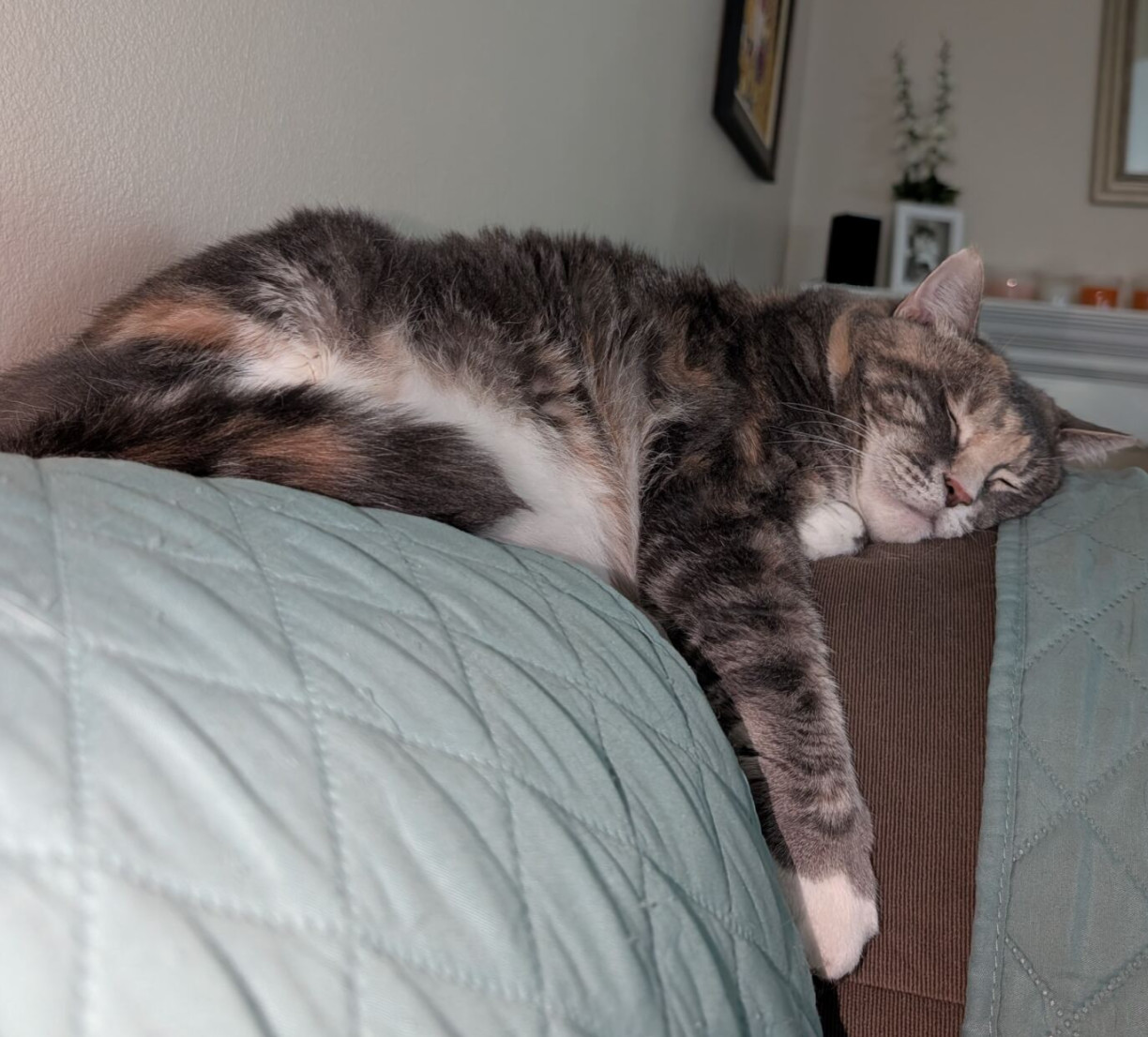 Aphrodite/Psyche, an adoptable Domestic Long Hair in Redmond, WA, 98052 | Photo Image 1