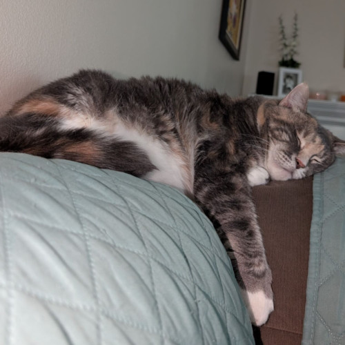 Aphrodite/Psyche, an adoptable Domestic Long Hair in Redmond, WA, 98052 | Photo Image 2