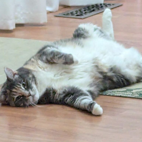 Aphrodite/Psyche, an adoptable Domestic Long Hair in Redmond, WA, 98052 | Photo Image 3