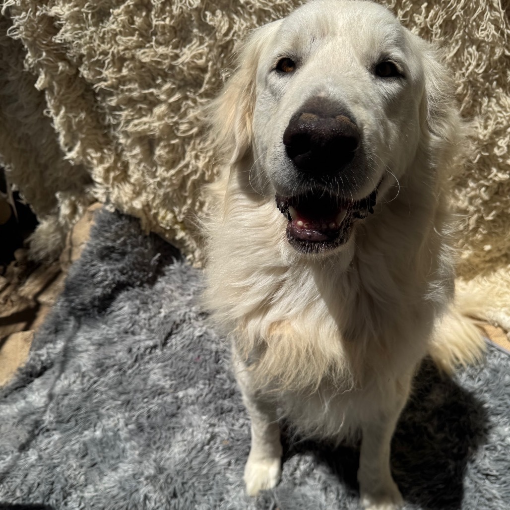 Cooper
