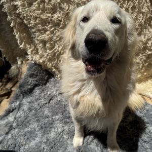 Cooper, Adult Male unknown