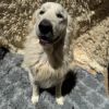 Cooper photo 3