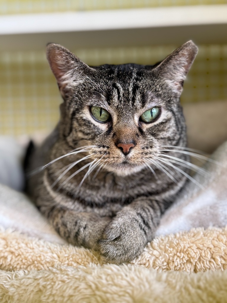 Roxie Rose, an adoptable Domestic Short Hair in Cumberland, ME, 04021 | Photo Image 5