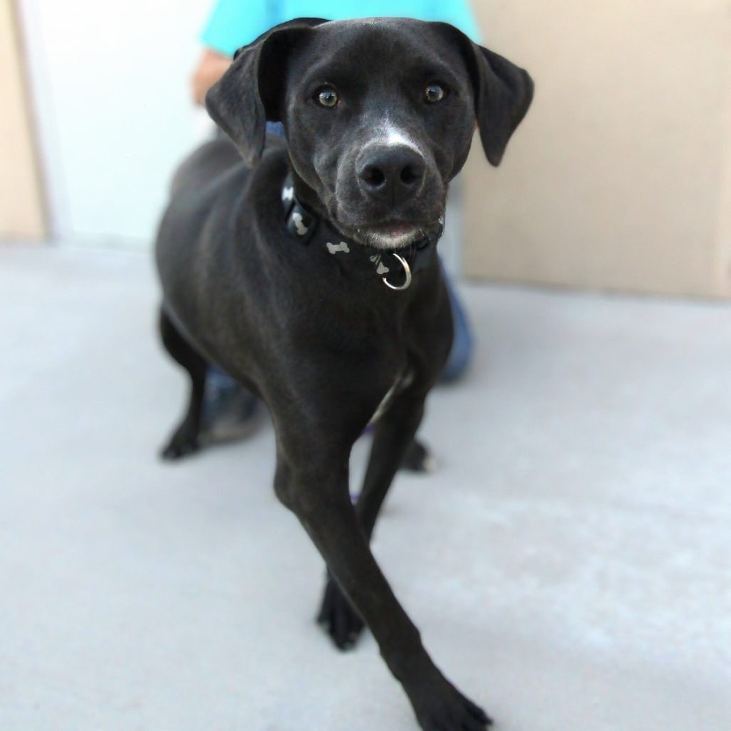 Joey, an adoptable Mixed Breed in Las Cruces, NM, 88012 | Photo Image 1