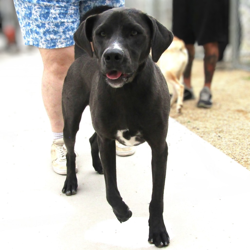 Joey, an adoptable Mixed Breed in Las Cruces, NM, 88012 | Photo Image 1