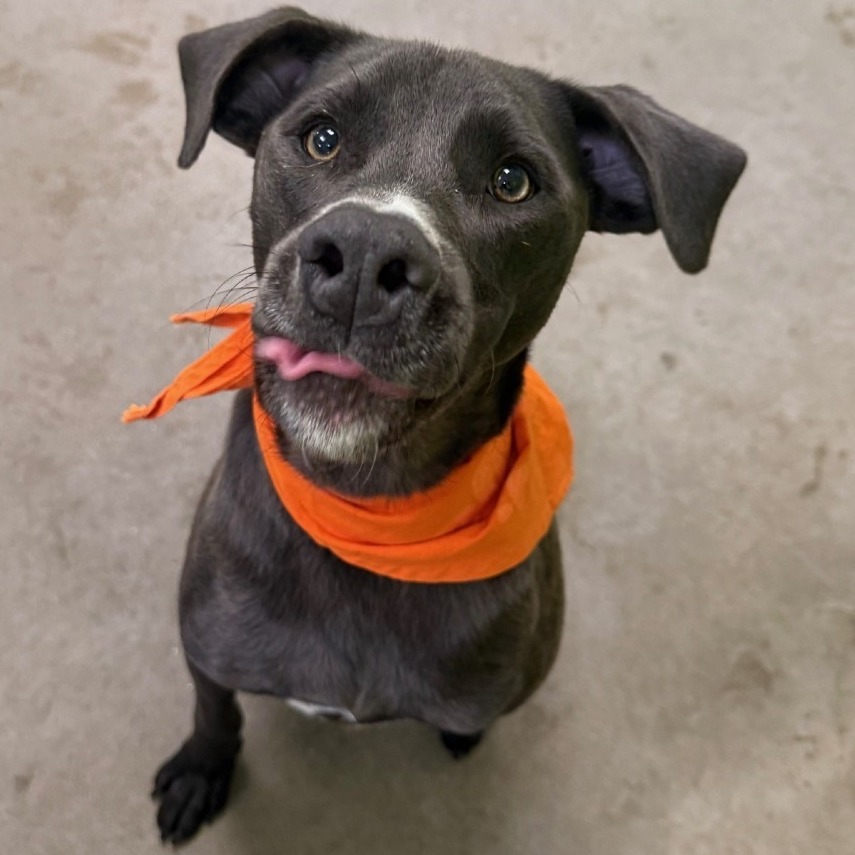 Joey, an adoptable Mixed Breed in Las Cruces, NM, 88012 | Photo Image 1