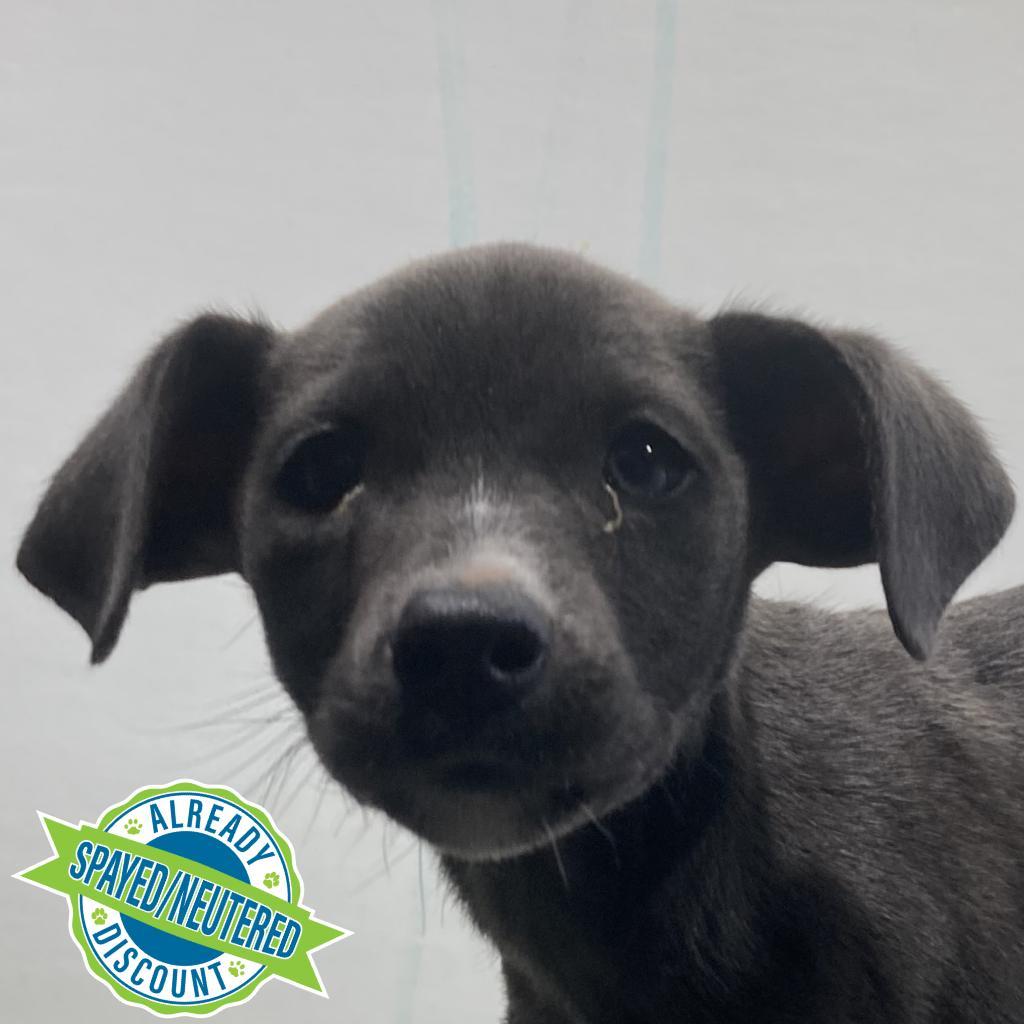 Joey, an adoptable Mixed Breed in Las Cruces, NM, 88012 | Photo Image 2