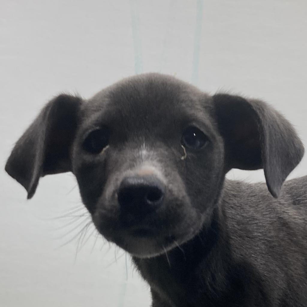 Joey, an adoptable Mixed Breed in Las Cruces, NM, 88012 | Photo Image 3