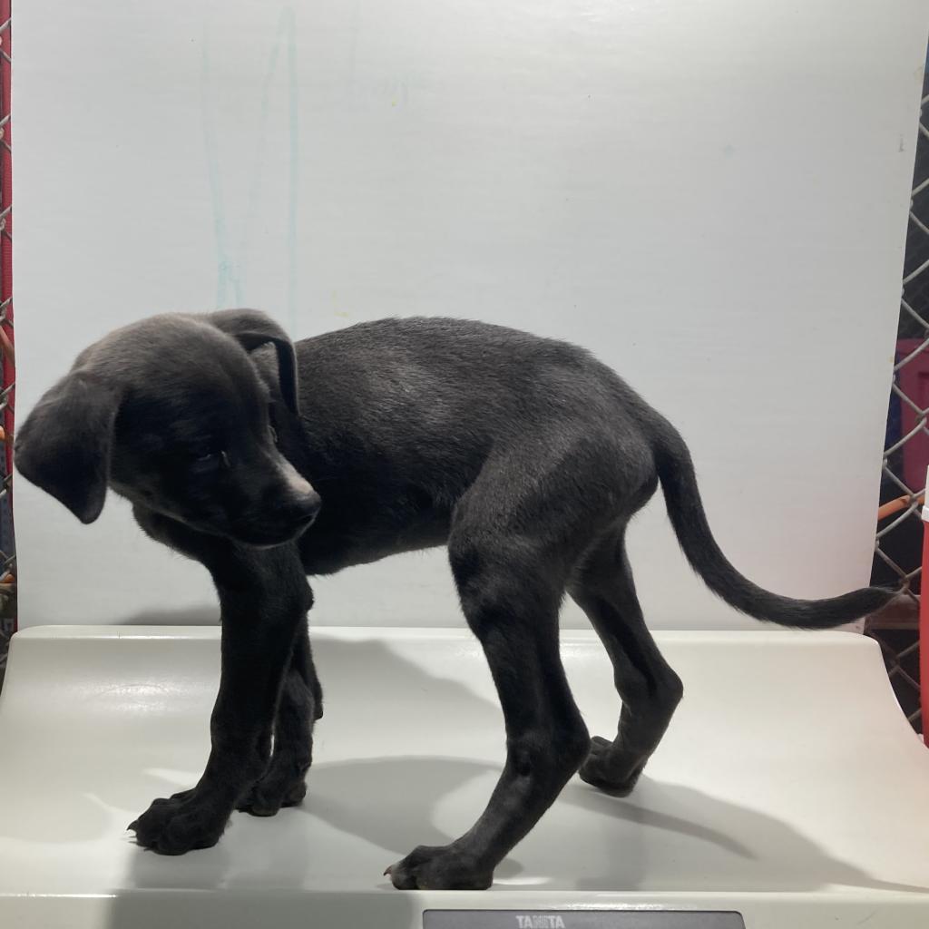 Joey, an adoptable Mixed Breed in Las Cruces, NM, 88012 | Photo Image 4