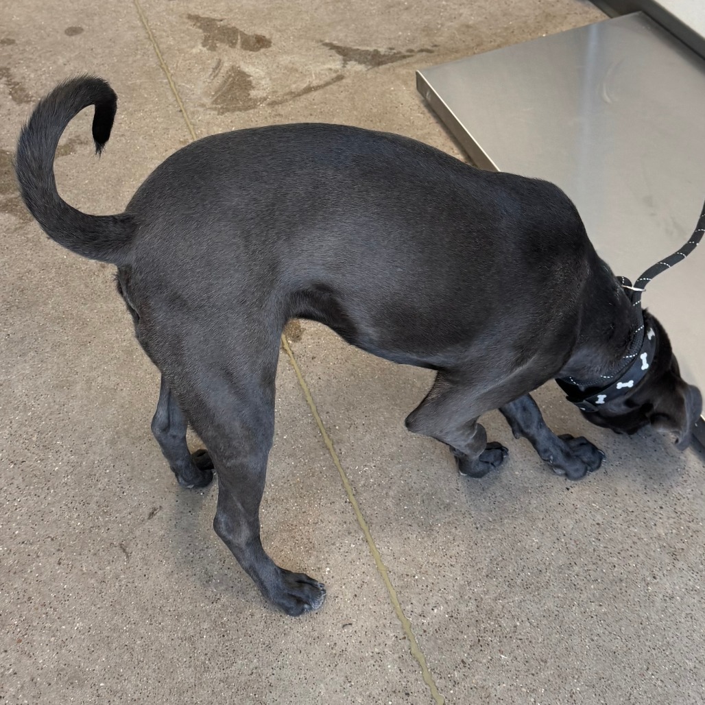 Joey, an adoptable Mixed Breed in Las Cruces, NM, 88012 | Photo Image 5