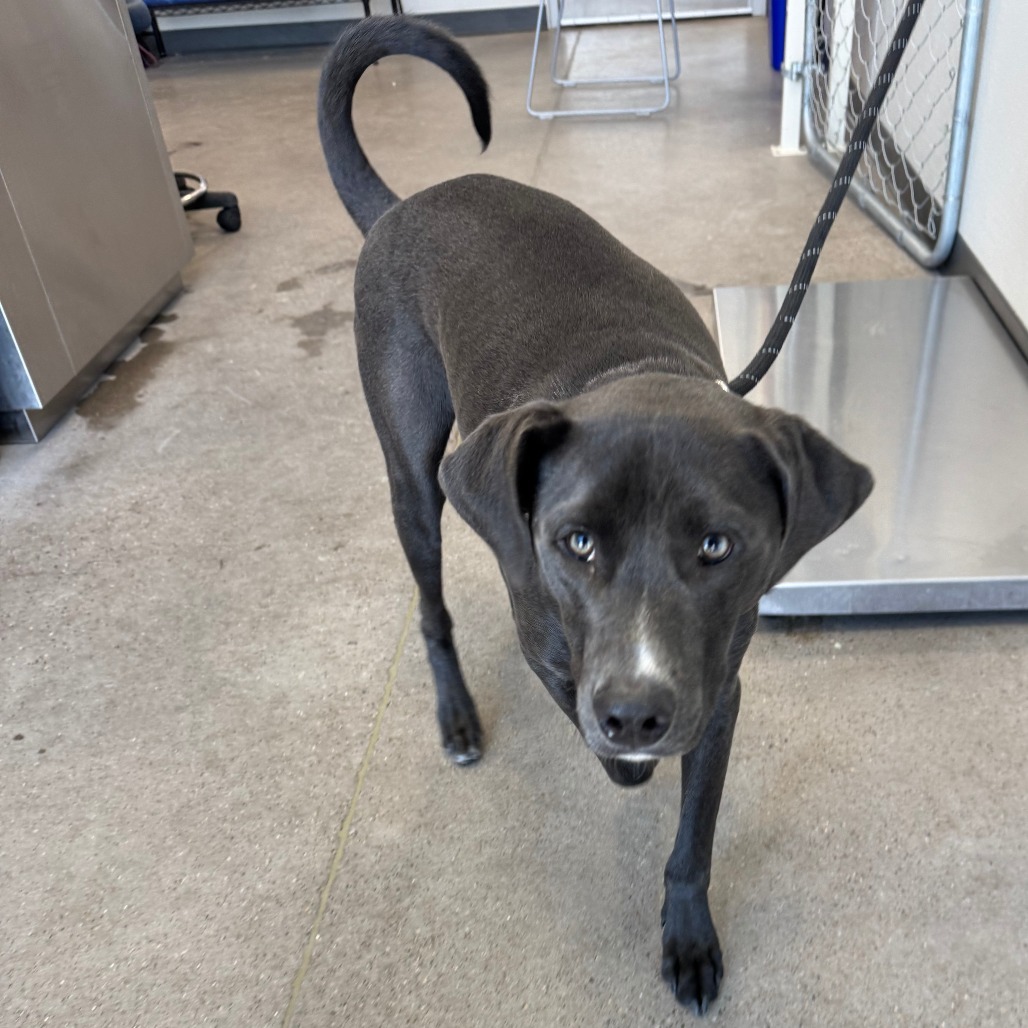 Joey, an adoptable Mixed Breed in Las Cruces, NM, 88012 | Photo Image 6