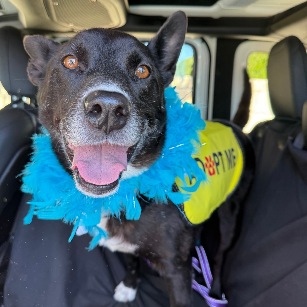 Whiskey, an adoptable Mixed Breed in Las Cruces, NM, 88012 | Photo Image 1