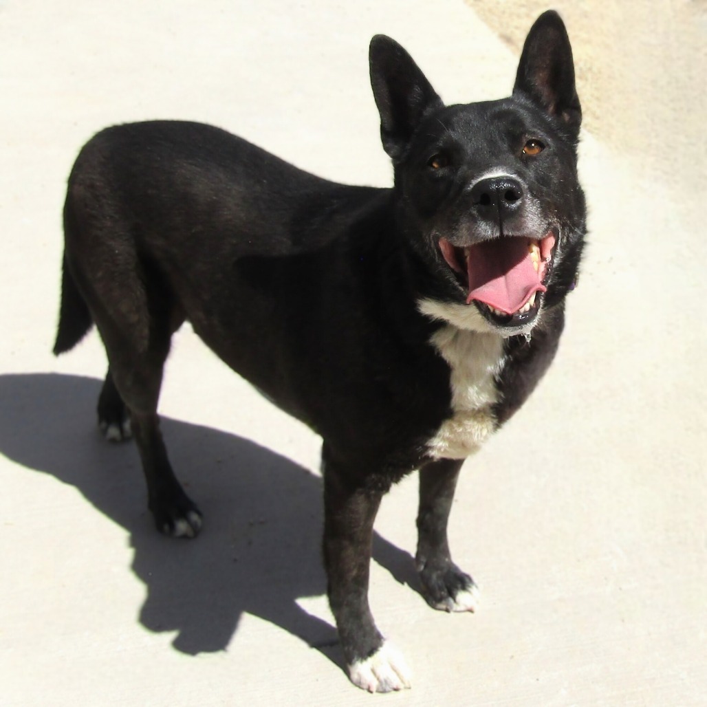 Whiskey, an adoptable Mixed Breed in Las Cruces, NM, 88012 | Photo Image 2