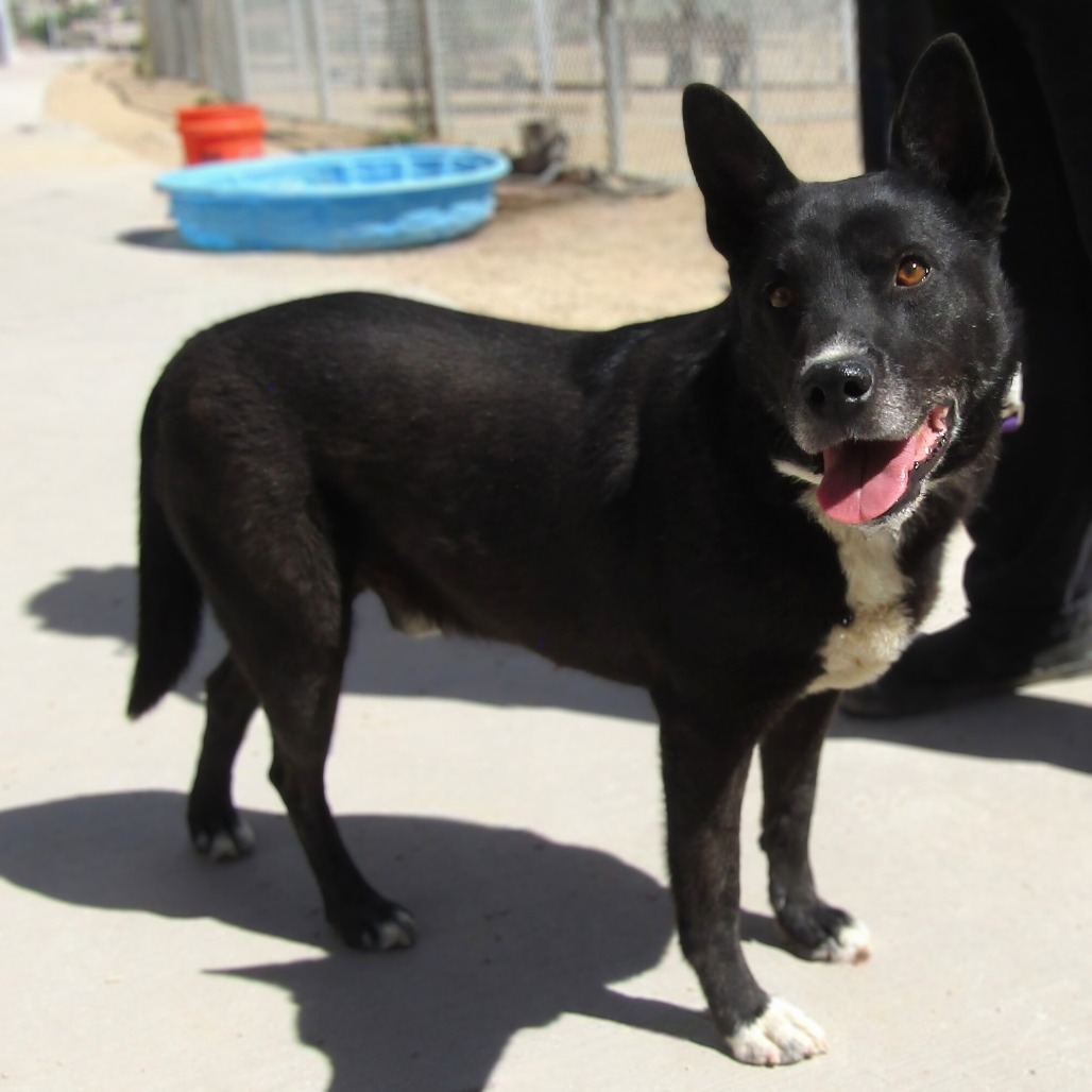 Whiskey, an adoptable Mixed Breed in Las Cruces, NM, 88012 | Photo Image 3