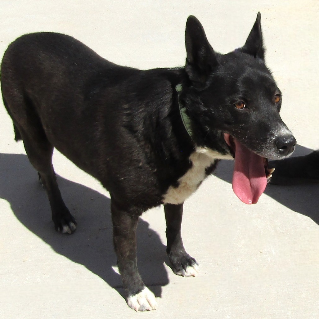 Whiskey, an adoptable Mixed Breed in Las Cruces, NM, 88012 | Photo Image 4