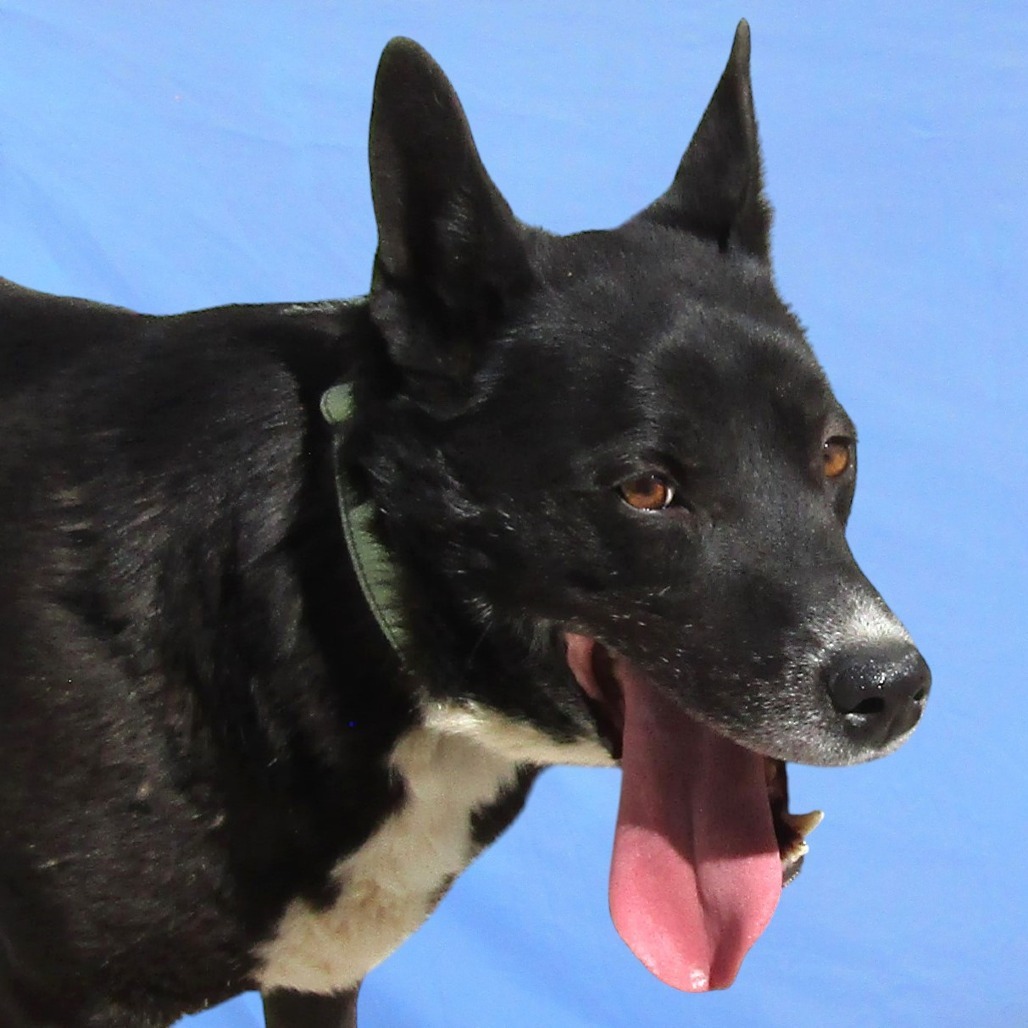 Whiskey, an adoptable Mixed Breed in Las Cruces, NM, 88012 | Photo Image 2