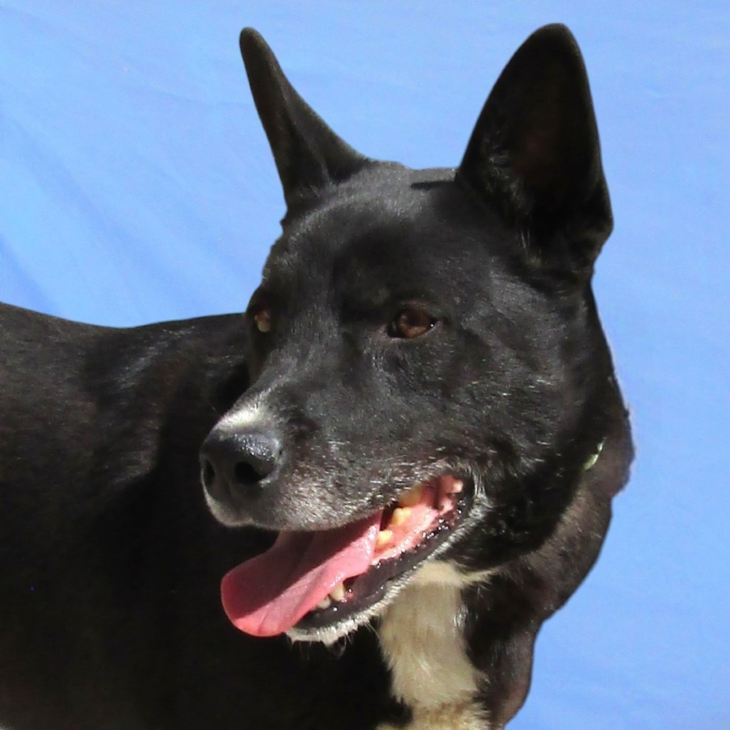 Whiskey, an adoptable Mixed Breed in Las Cruces, NM, 88012 | Photo Image 3