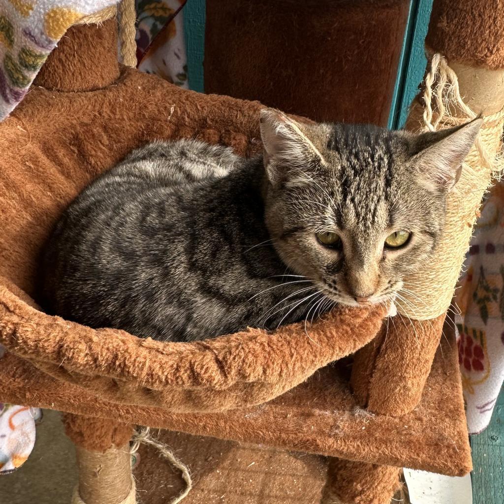 Bibi