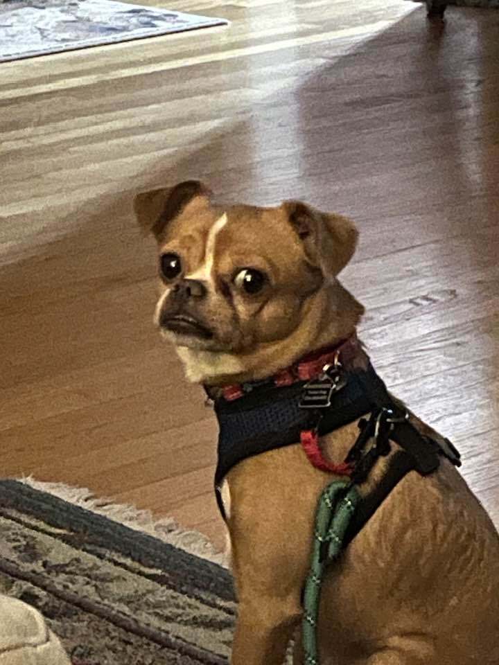 Quasimodo