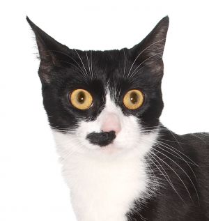 Tulaluh