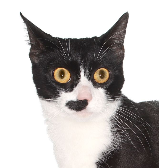 Tulaluh