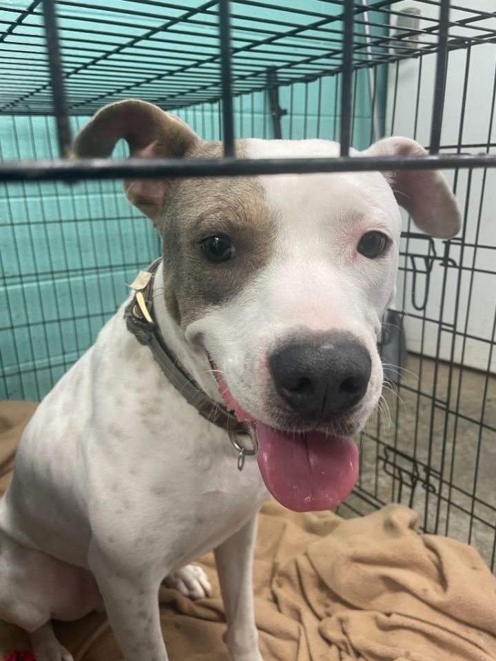Tipper-Adoptable 1