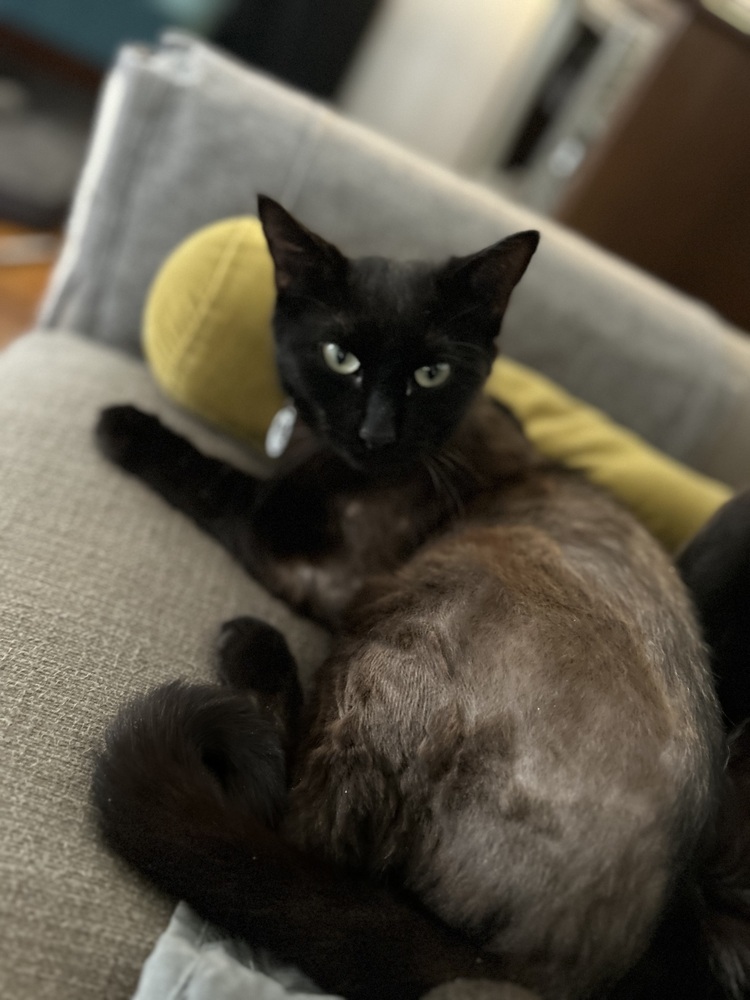 Buzz, an adoptable Domestic Short Hair in Emporia, KS, 66801 | Photo Image 1