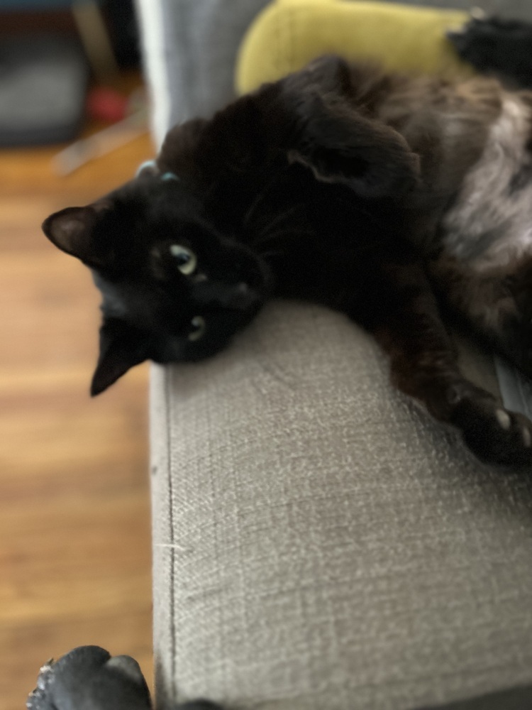 Buzz, an adoptable Domestic Short Hair in Emporia, KS, 66801 | Photo Image 2