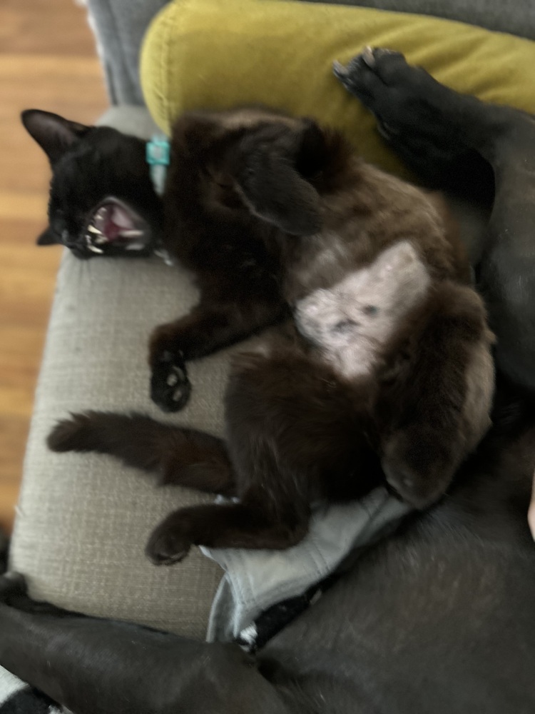 Buzz, an adoptable Domestic Short Hair in Emporia, KS, 66801 | Photo Image 3