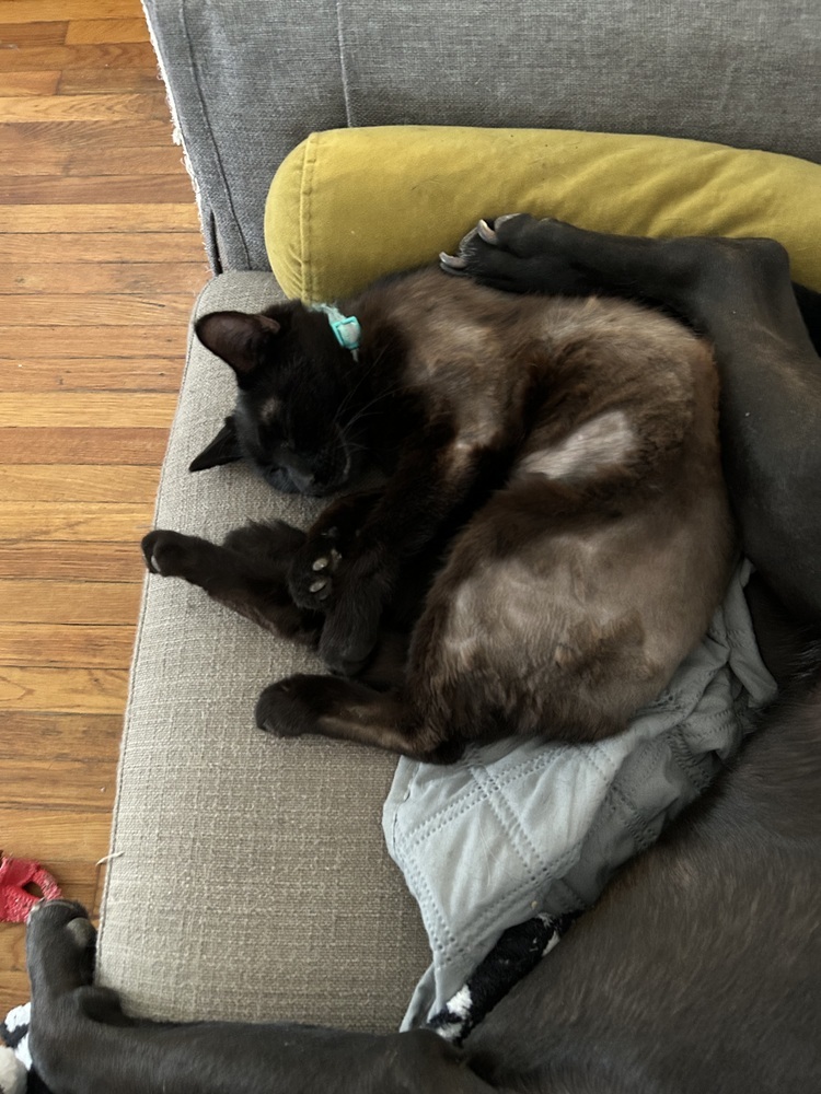 Buzz, an adoptable Domestic Short Hair in Emporia, KS, 66801 | Photo Image 4