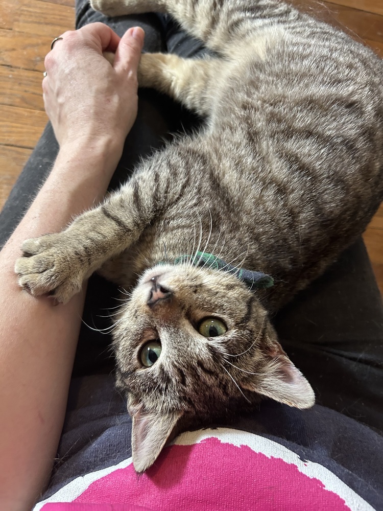 Dave, an adoptable Domestic Short Hair in Emporia, KS, 66801 | Photo Image 1