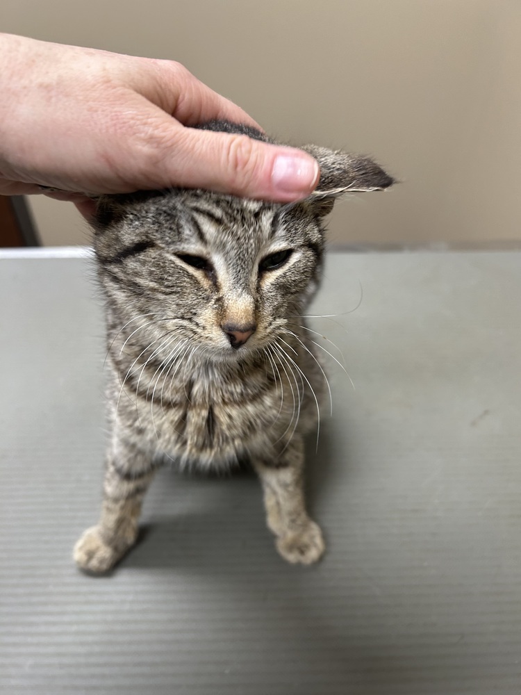 Dave, an adoptable Domestic Short Hair in Emporia, KS, 66801 | Photo Image 3