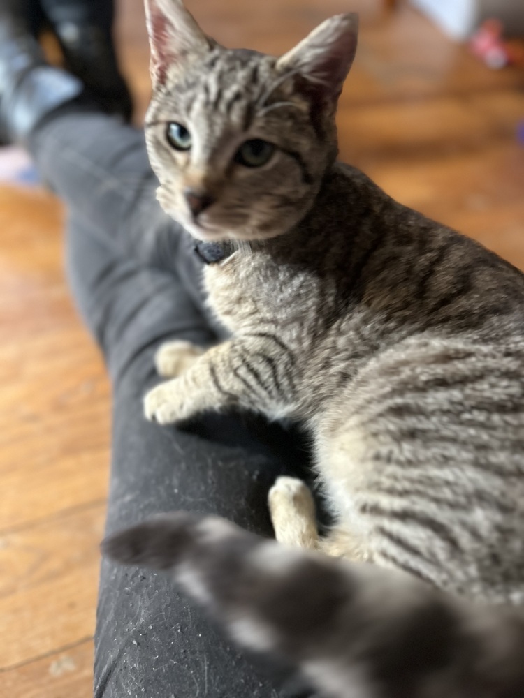 Dave, an adoptable Domestic Short Hair in Emporia, KS, 66801 | Photo Image 4