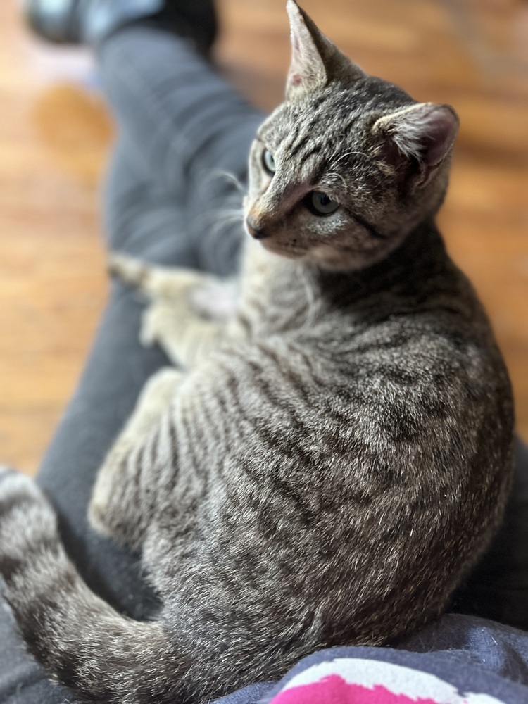 Dave, an adoptable Domestic Short Hair in Emporia, KS, 66801 | Photo Image 4