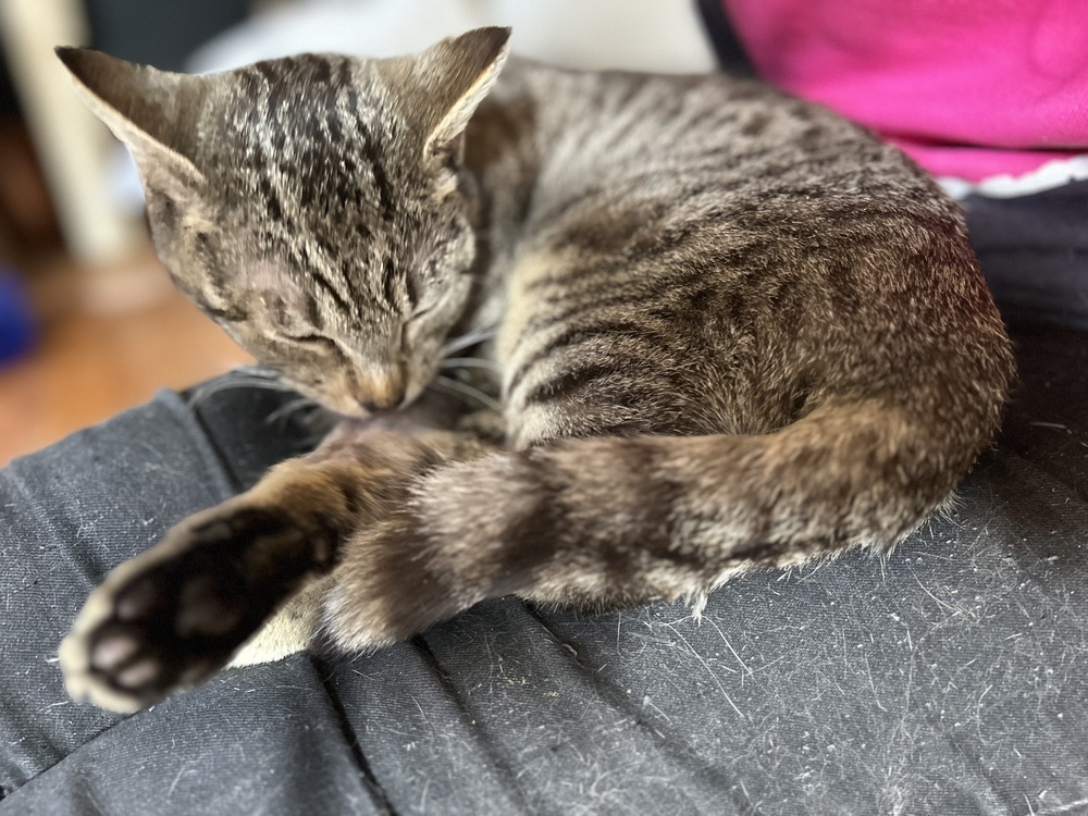 Dave, an adoptable Domestic Short Hair in Emporia, KS, 66801 | Photo Image 6