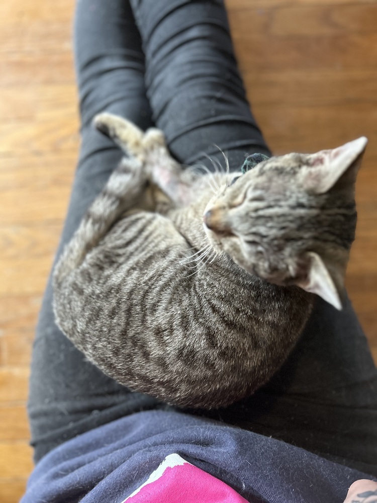 Dave, an adoptable Domestic Short Hair in Emporia, KS, 66801 | Photo Image 6