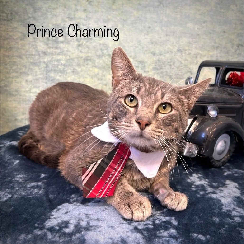 Prince Charming
