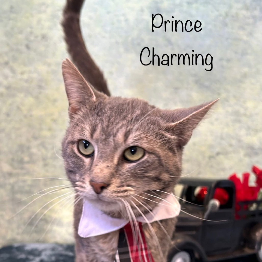 Prince Charming