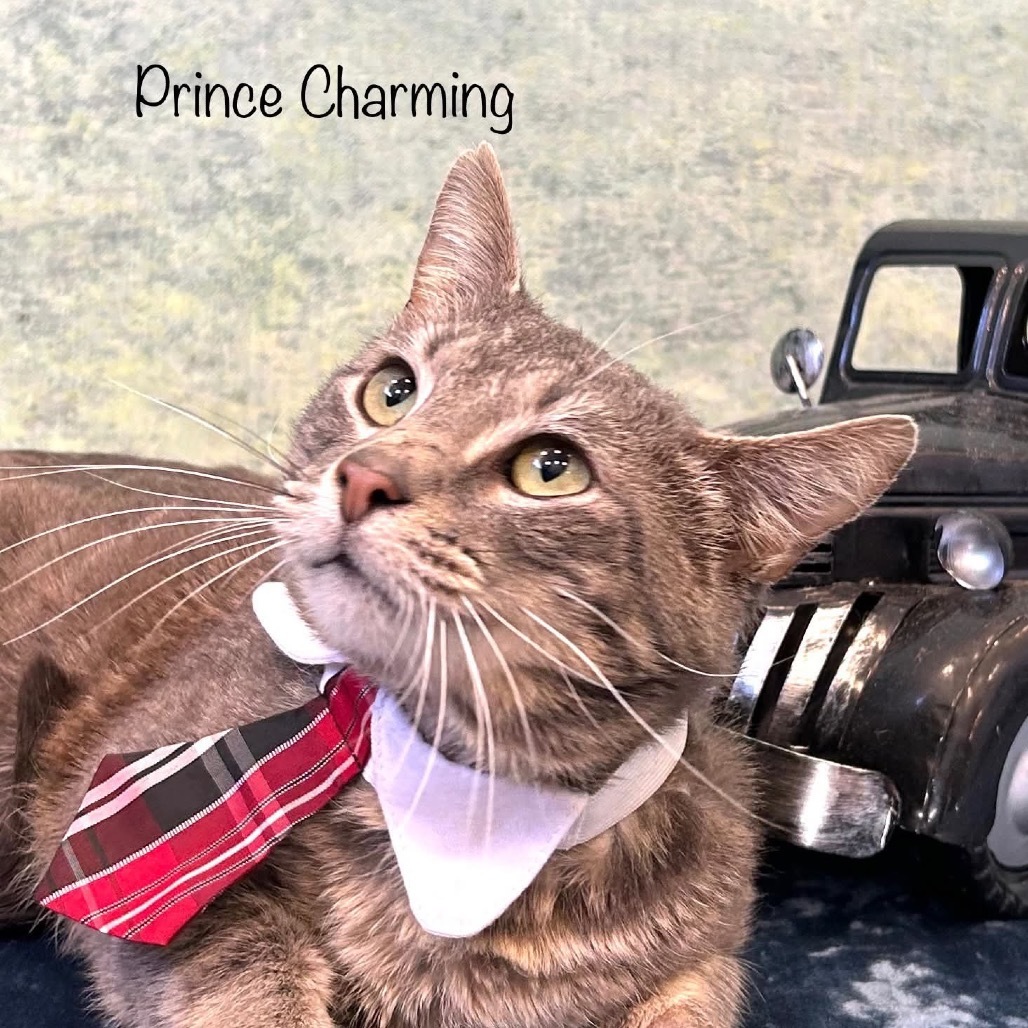 Prince Charming