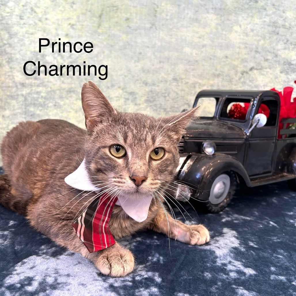 Prince Charming