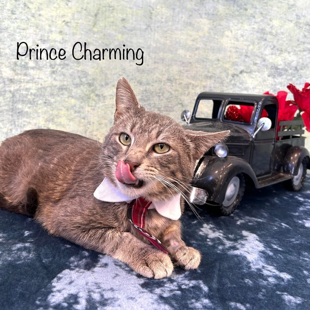 Prince Charming