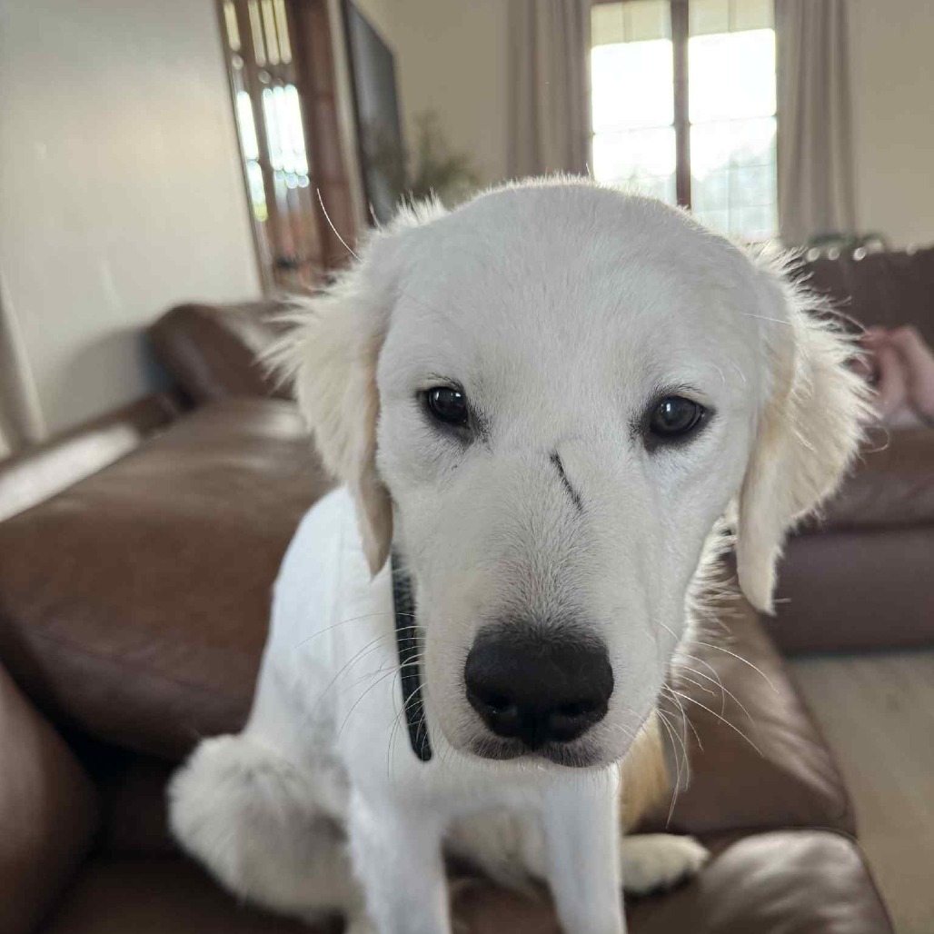 Martha aka Moana, an adoptable Great Pyrenees, Golden Retriever in Baldwin, WI, 54002 | Photo Image 4