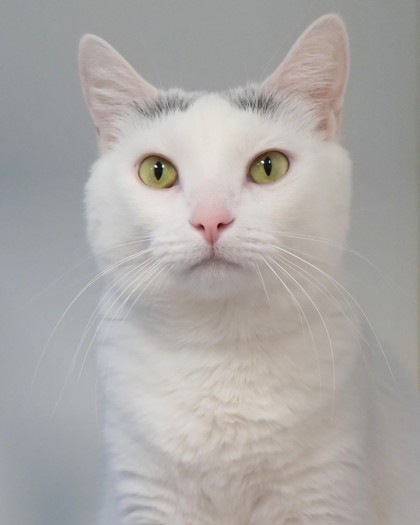 Eowyn (in foster)