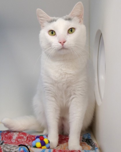 Eowyn (in foster)