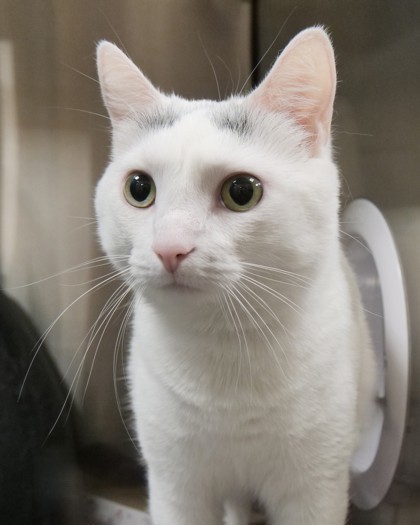 Eowyn (in foster)