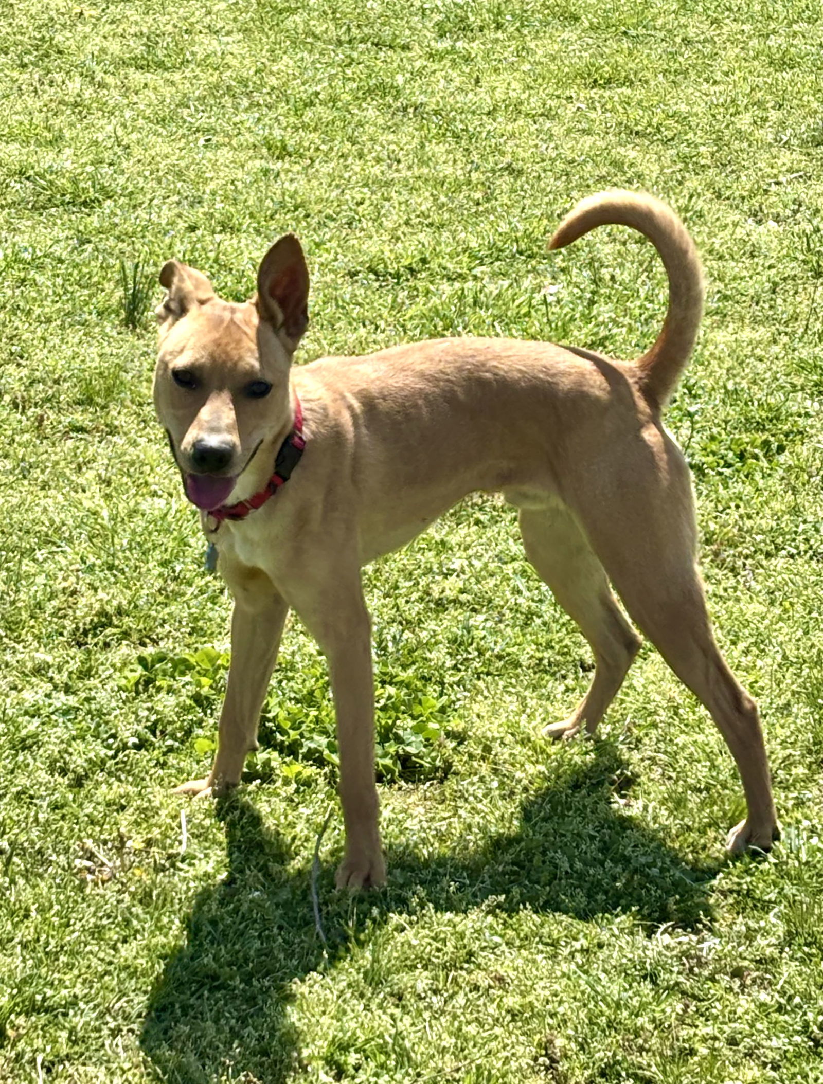 Roscoe - MEET ME!