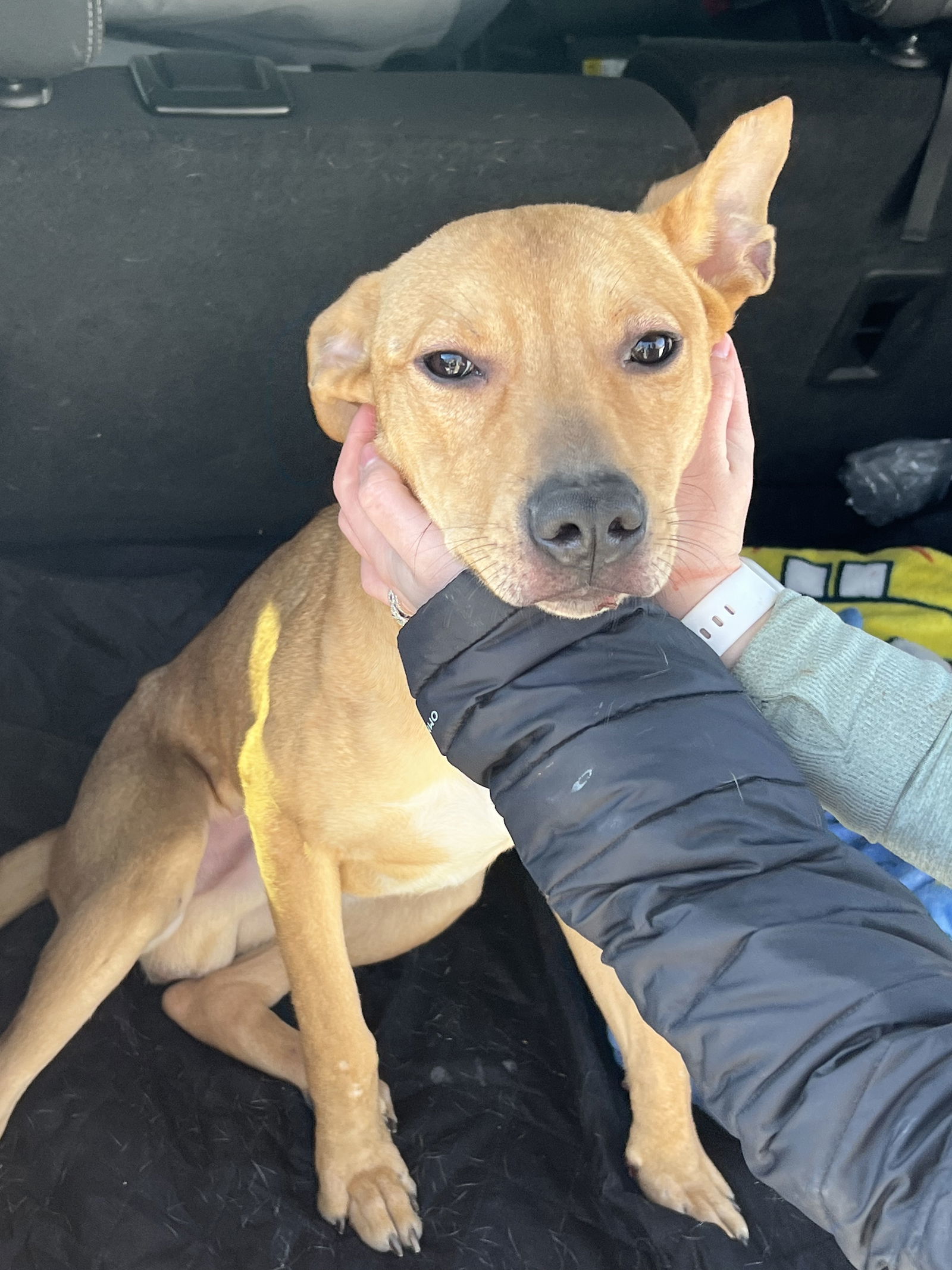 Roscoe - MEET ME!