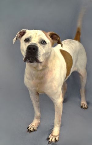 Meet Forrest a senior American Bulldog mix with a heart as vast as the sky When you look at Forres