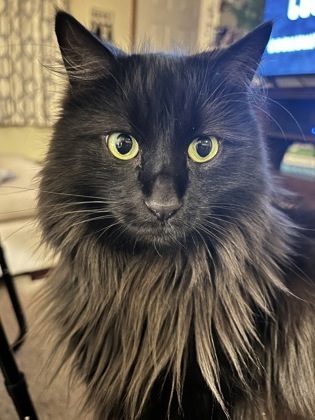 Mila, an adoptable Domestic Long Hair, Domestic Short Hair in Gwinn, MI, 49841 | Photo Image 1