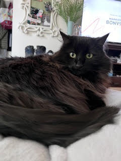 Mila, an adoptable Domestic Long Hair, Domestic Short Hair in Gwinn, MI, 49841 | Photo Image 2